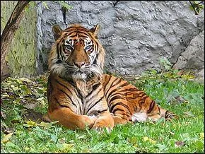 Ce tigre a été classifié comme espèce en danger de disparition par l'UICN en 2008. Quel est cet animal ?