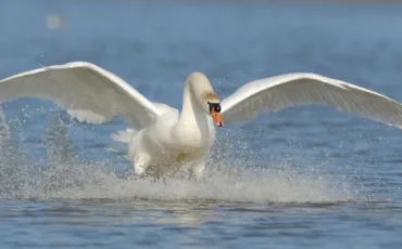 Quiz Oiseaux