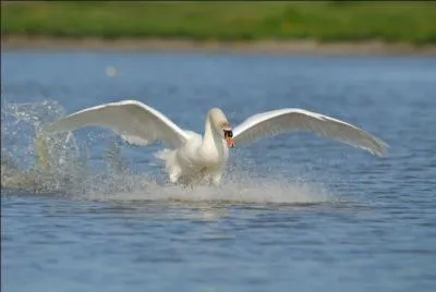 Quel est ce cygne, le plus commun de France ?