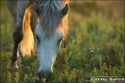 Le cheval doit manger ...