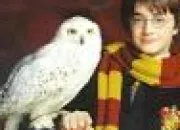 Quiz Harry Potter - Les animaux