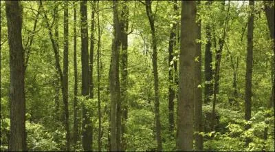 Mon beau sapin, roi des...