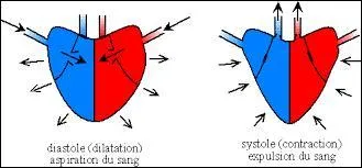Qu'est-ce qu'une systole ?