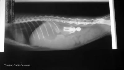 Un sondage, mené au Québec auprès de 233 vétérinaires en 2014, nous révèle qu'une quantité impressionnante de ceux-ci ont dû faire une chirurgie pour extraire un corps étranger d'un animal. Quel est le pourcentage de vétérinaires ayant dû opérer ?