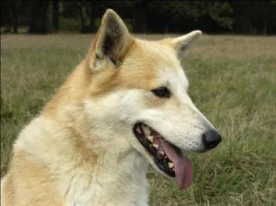 De quelle famille le chien fait-il partie ?