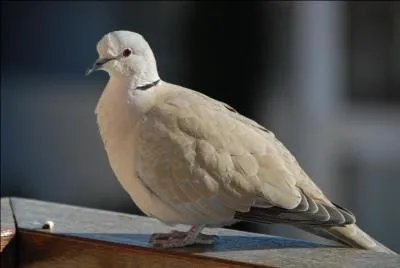 Comment s'appelle cet oiseau ?