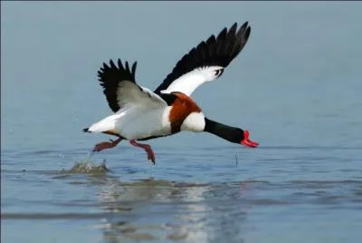 Quel est ce très grand canard ?