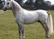 Quiz Races de chevaux : le Lipizzan