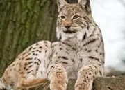 Quiz Le lynx boral