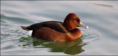 Quelle est cette fuligule qui hiverne rarement dans le Sud (France) ?