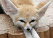 Quiz Animaux du dsert : le fennec