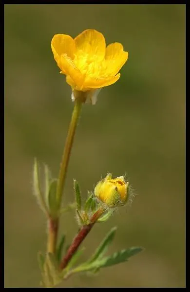 Comment s'appelle cette jolie fleur jaune ?