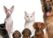 Quiz Les 10 diffrents animaux