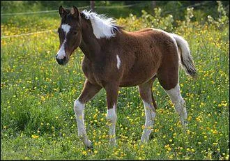 Ce cheval pie a des taches au contour net et régulier. Il a quatre balzanes haut-chaussées et les plaques blanches n'atteignent pas la tête mais traversent la ligne du dos. Il est pie...