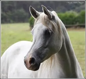 Comment appelle-t-on cette race de chevaux ?
(nez "creusé")