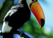 Quiz Les espces de Toucan