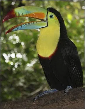 Ce sublime toucan est un :