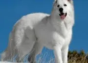 Quiz Le berger blanc suisse