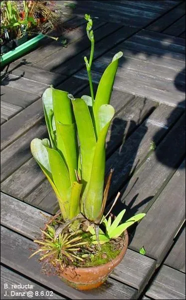 Quel est le nom de cette plante carnivore, plutôt rare dans le commerce ?