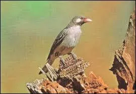 C'est un oiseau très particulier, que l'on trouve dans plusieurs parties du monde, en Afrique il s'associe avec le ratel, la genette, et même les Masaïs ou les Pygmées, pour leur indiquer où se trouve une ruche d'abeilles, sous réserve de récompense, bien entendu !