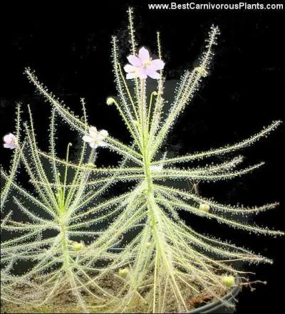 Quel est le nom de cette plante carnivore, reclasse deux fois dans diffrentes races, avant de trouver la bonne ?