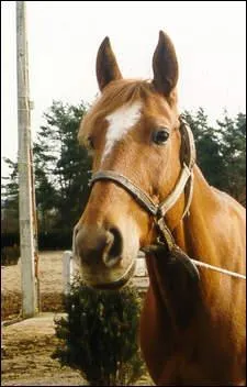 Quelle est la race de ce cheval?