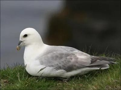 Quel est le seul fulmar européen ?