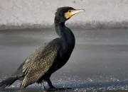 Quiz Cormorans et hrons