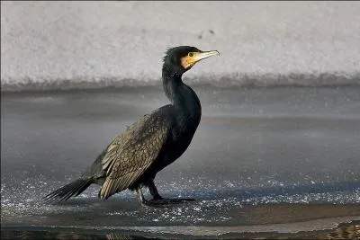 Quel est le cormoran le plus commun de France ?