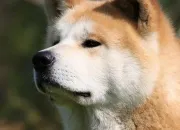 Quiz L'akita inu