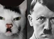 Quiz Ces chats qui ressemblent  des personnalits