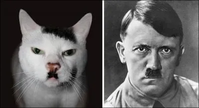 La petite moustache, la raie sur le côté. Ce chat nous rappelle une figure phare de l'histoire :