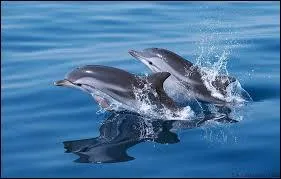 Les dauphins sont-ils en voie de disparition ?