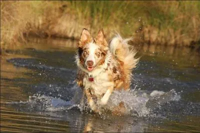 Quelle est la race de ce chien ?