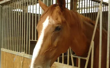 Quiz Chevaux