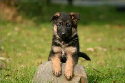 Introduit en France au début du siècle, c'est le chien le plus populaire et le plus connu. C'est un bon gardien ainsi qu'un bon guide pour les aveugles.
Comment se nomme cette race ?