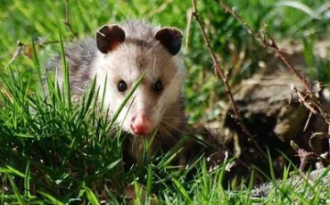 Quiz Animaux