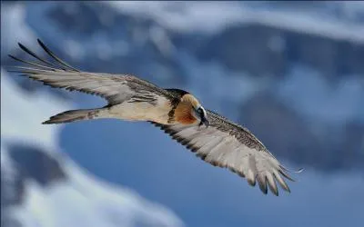 Quel est ce rapace, l'un des plus rares de France ?