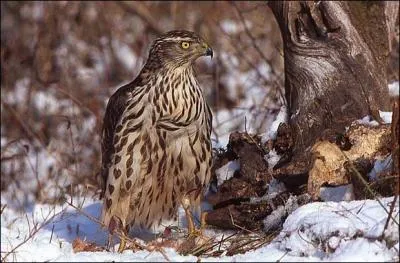 Quel est ce rapace des forêts ?