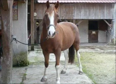 Que mettre en premier quand son poney est attaché ?