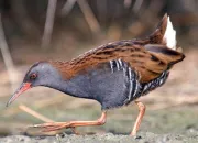 Quiz Les rles, grues et outardes