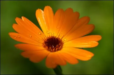 Quel est le nom de cette fleur orange présentée sur la photo ?