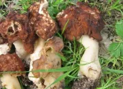 Quiz Questions pour un champignon !