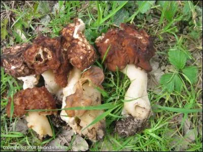 Ces champignons sont-ils comestibles ?