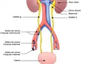 Quiz L'appareil urinaire