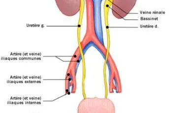 Quiz Medecine