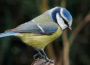 Quiz Les oiseaux du jardin (France)