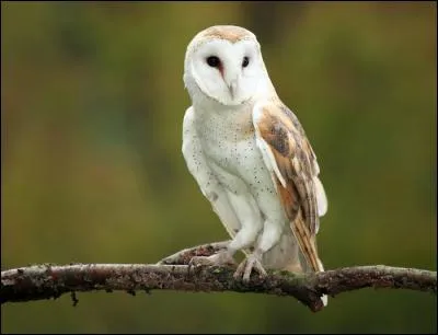 Longtemps accusé(e) de porter malheur, je suis un rapace nocturne qui loge souvent dans les clochers. Je suis :