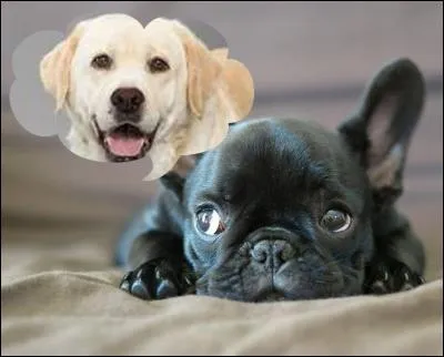 Dans la bulle, vous pouvez voir un retriever du Labrador. Si on en croit la légende, ce chien serait issu du croisement entre un terre-neuve et...