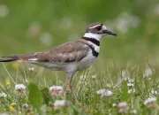 Quiz Les oiseaux du Qubec